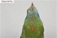 五色鳥藏品圖，第10張